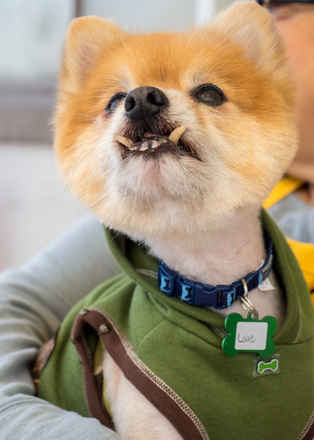Louie