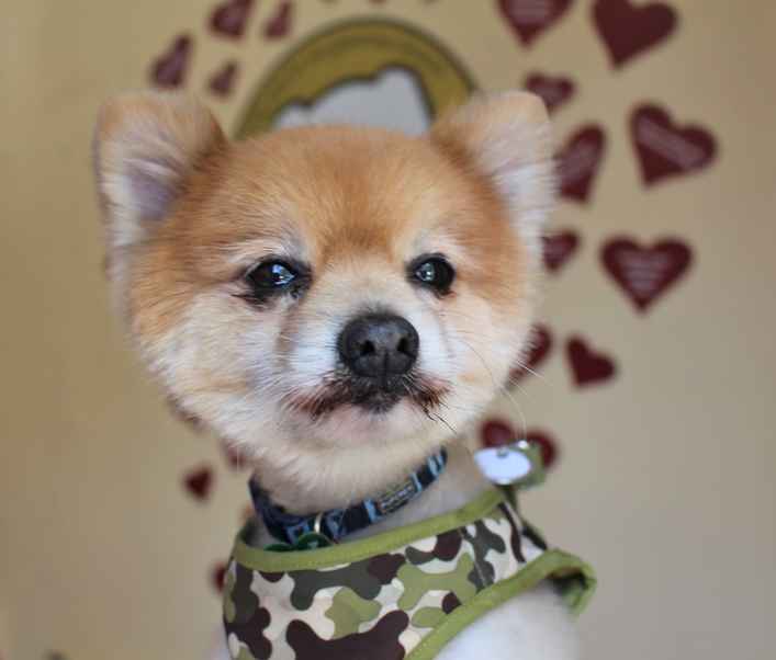 Louie
