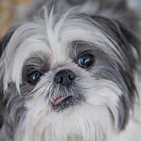 Oliver