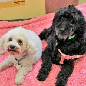 Houdini and Sugar