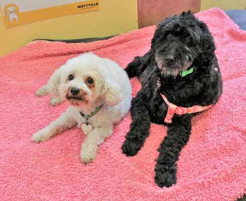 Houdini and Sugar