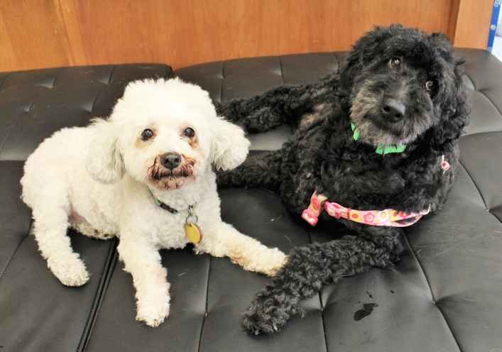 Houdini and Sugar