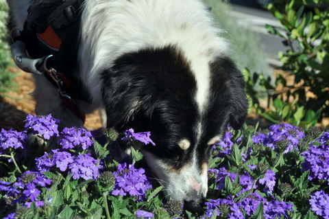 Dutchie