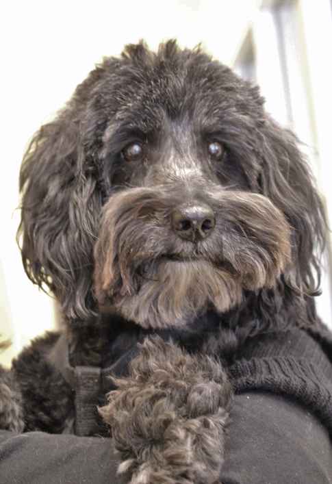 Cooper