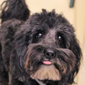 Cooper