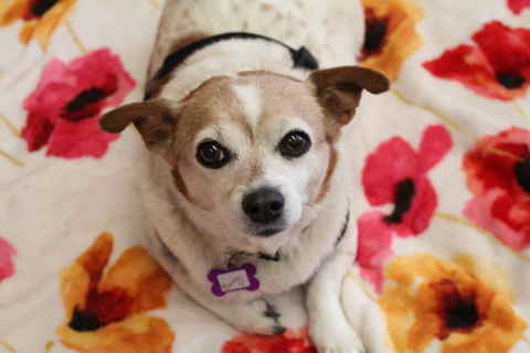 Bonita