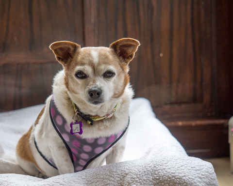 Bonita