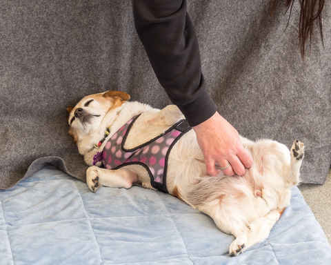 Bonita
