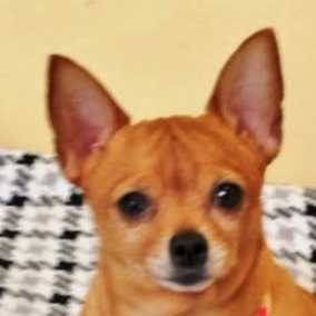 Chimichanga