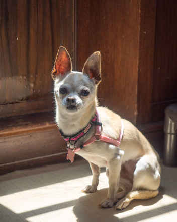 Bianca
