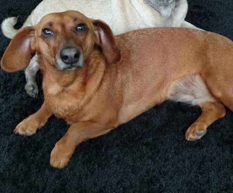 Tootsie