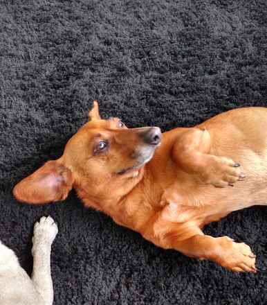 Tootsie