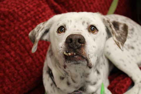 Sadie