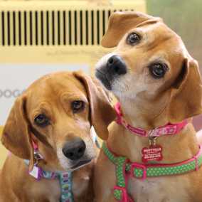 Ethel and Lucy