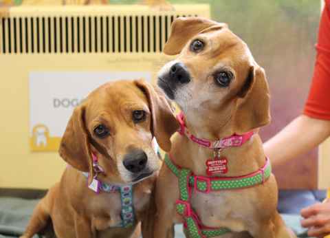 Ethel and Lucy