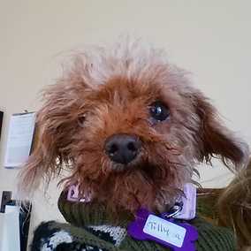 Tilly #