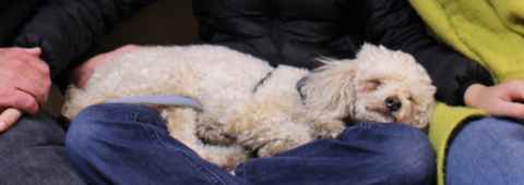 Pollywog