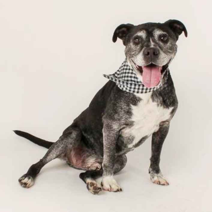 Jasper SPCA