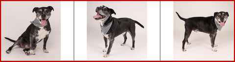 Jasper SPCA