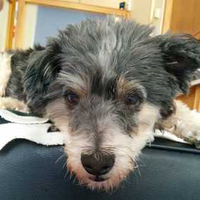 Humphrey