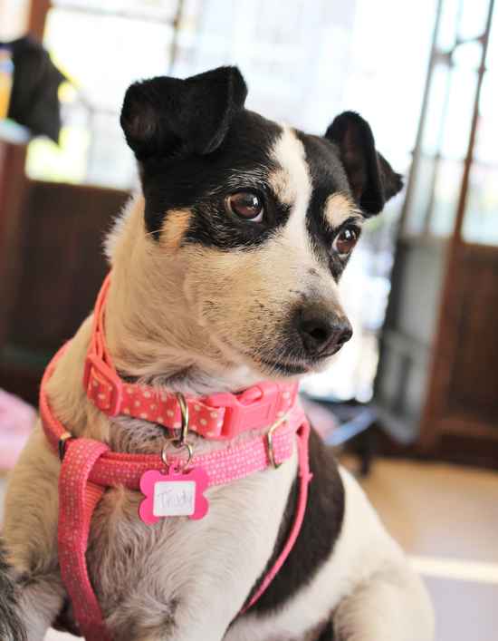 Trudy