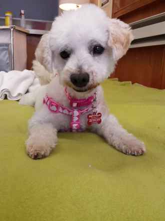 Lamb Chop