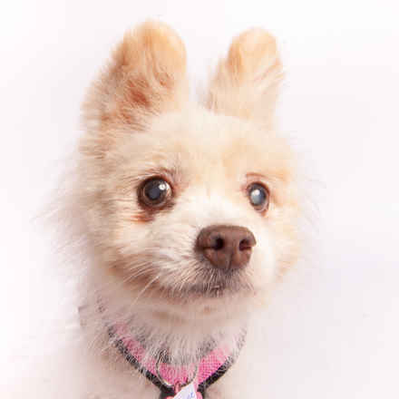 Bridgette