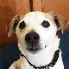 Simon