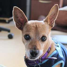 Biscuit