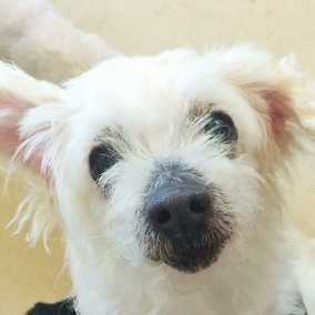Annie