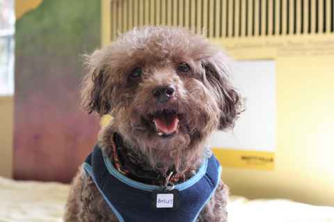 Bosley