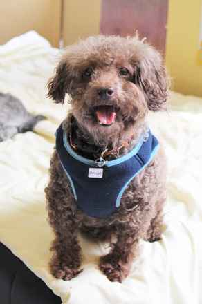 Bosley