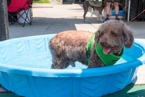 Bosley