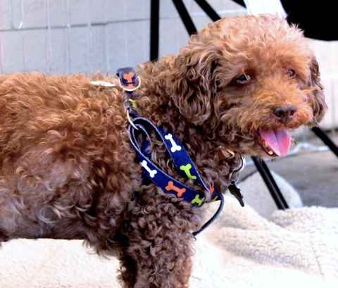 Bosley