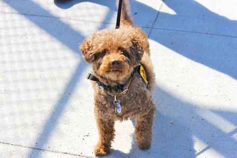 Bosley