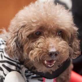Bosley