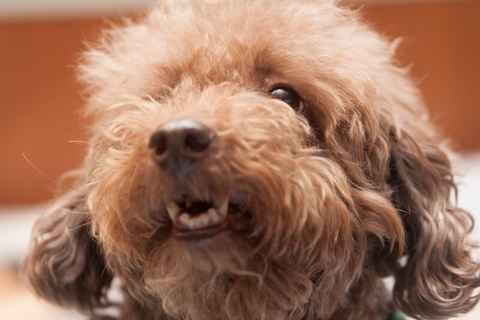 Bosley