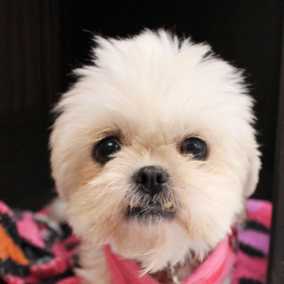 Betina