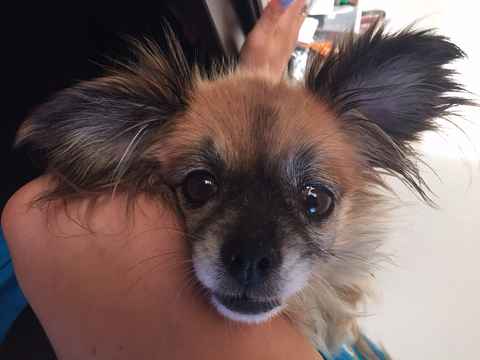 Duchess