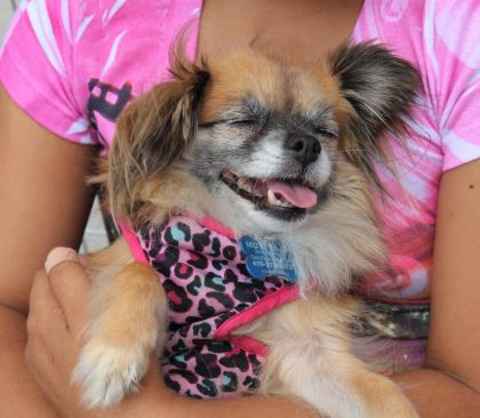 Duchess