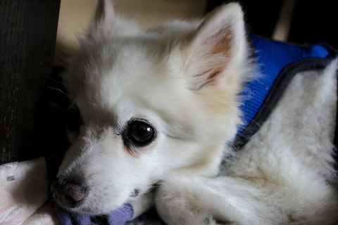 Marlow