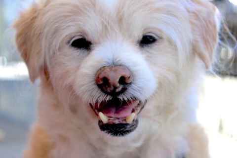 Bunky