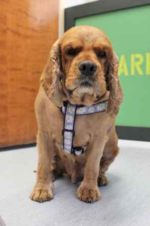 Gus
