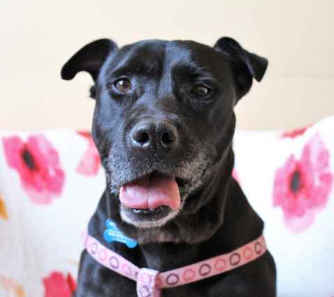 Cora