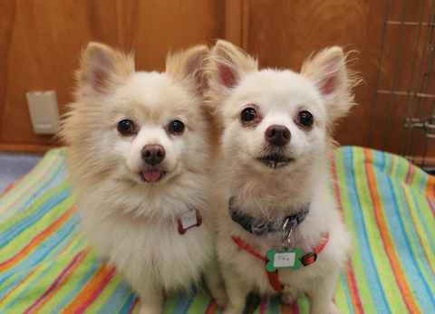 Ingrid and Tinx