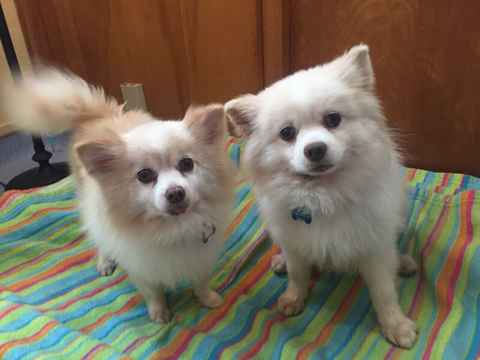 Ingrid and Tinx