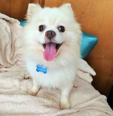 Finnegan