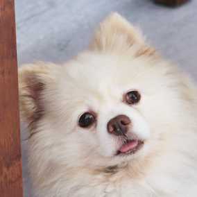 Finnegan