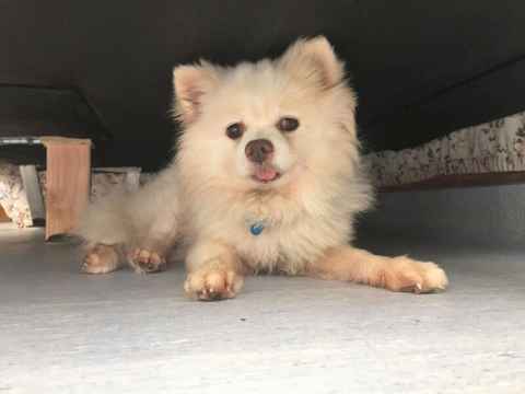 Finnegan