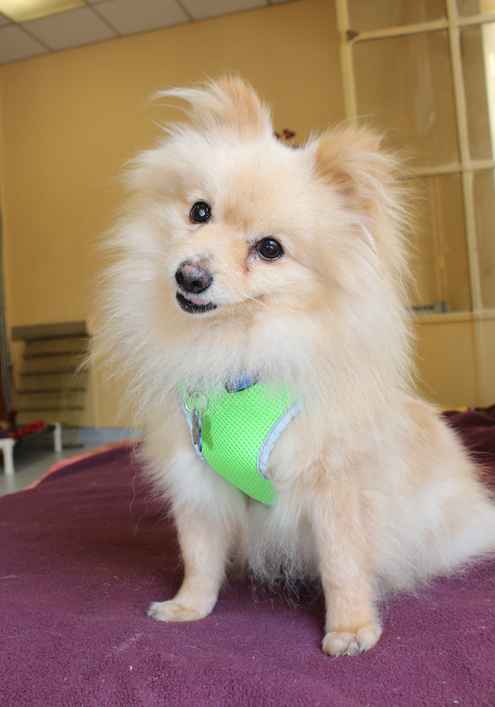 Chico